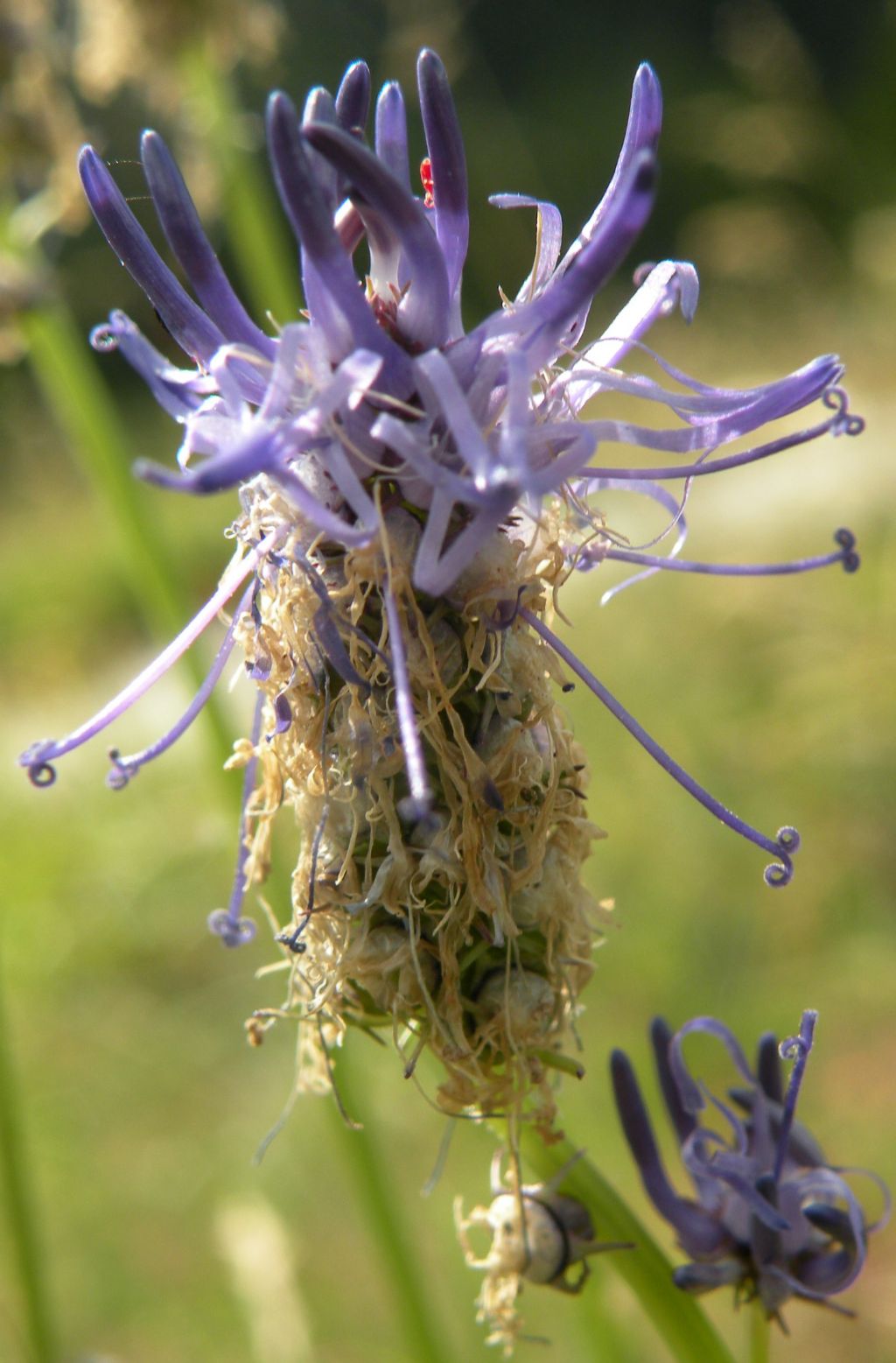 Phyteuma betonicifolium